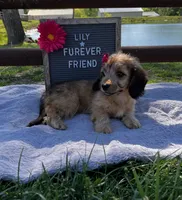 Lily, a female Bichon Frise and Miniature Dachshund for sale in Bloomfield, IN – 4 of 5