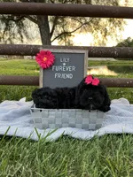 Lily, a female Shih Tzu and Poodle - Toy  for sale in Bloomfield, IN – 4 of 7