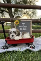 Max, a male Bichon Frise and Shih Tzu for sale in Bloomfield, IN – 5 of 6