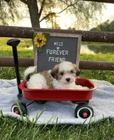 Milo, a male Bichon Frise and Shih Tzu for sale in Bloomfield, IN – 2 of 6