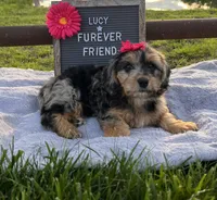 Lucy, a female Bichon Frise and Miniature Dachshund for sale in Bloomfield, IN – 3 of 5