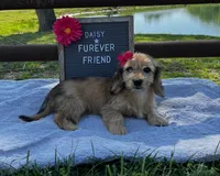 Daisy, a female Bichon Frise and Miniature Dachshund for sale in Bloomfield, IN – 2 of 6