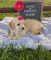 Caramel, a female Bichon Frise and Miniature Dachshund for sale in Bloomfield, IN – 3 of 5