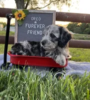 Oreo, a male Bichon Frise and Miniature Dachshund for sale in Bloomfield, IN – 2 of 4