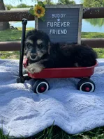 Buddy, a male Bichon Frise and Miniature Dachshund for sale in Bloomfield, IN – 2 of 4