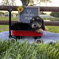 Milo, a male Bichon Frise and Miniature Dachshund for sale in Bloomfield, IN – 3 of 4