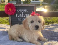 Caramel, a female Bichon Frise and Miniature Dachshund for sale in Bloomfield, IN – 1 of 5