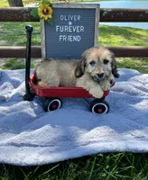Oliver, a male Bichon Frise and Miniature Dachshund for sale in Bloomfield, IN – 5 of 5