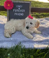 Cindy, a female Bichon Frise and Miniature Dachshund for sale in Bloomfield, IN – 4 of 4