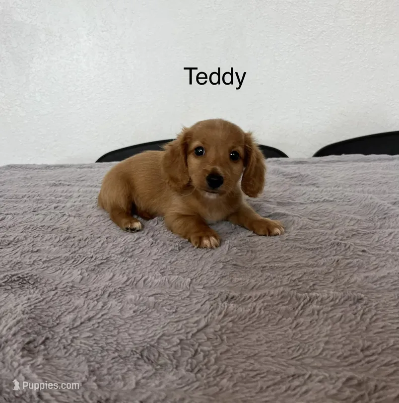 Teddy – Miniature Dachshund puppy for sale in Bloomfield, IN