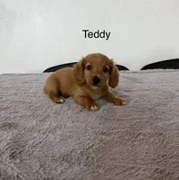 Teddy, a male Miniature Dachshund for sale in Bloomfield, IN – 1 of 2