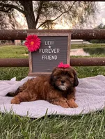 Lexi, a female Shih Tzu and Poodle - Toy  for sale in Bloomfield, IN – 5 of 5