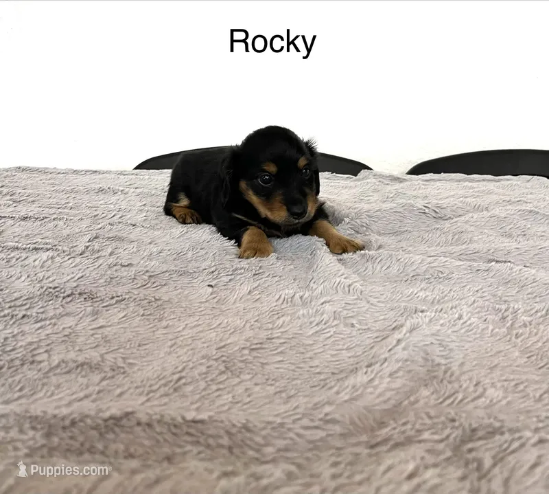 Rocky – Miniature Dachshund puppy for sale in Bloomfield, IN