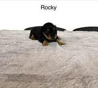 Rocky, a male Miniature Dachshund for sale in Bloomfield, IN – 1 of 1