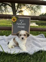 Milo, a male Bichon Frise and Shih Tzu for sale in Bloomfield, IN – 4 of 6