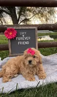 Lucy, a female Shih Tzu and Poodle - Toy  for sale in Bloomfield, IN – 2 of 4