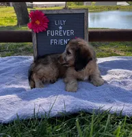 Lily, a female Bichon Frise and Miniature Dachshund for sale in Bloomfield, IN – 5 of 5