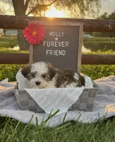 Molly, a female Bichon Frise and Shih Tzu for sale in Bloomfield, IN – 2 of 5