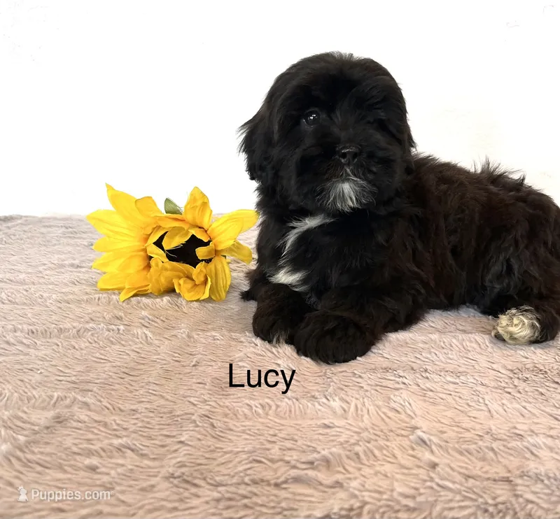 Lucy