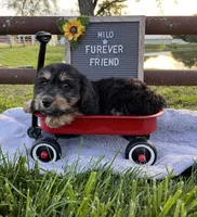 Milo, a male Bichon Frise and Miniature Dachshund for sale in Bloomfield, IN – 2 of 4