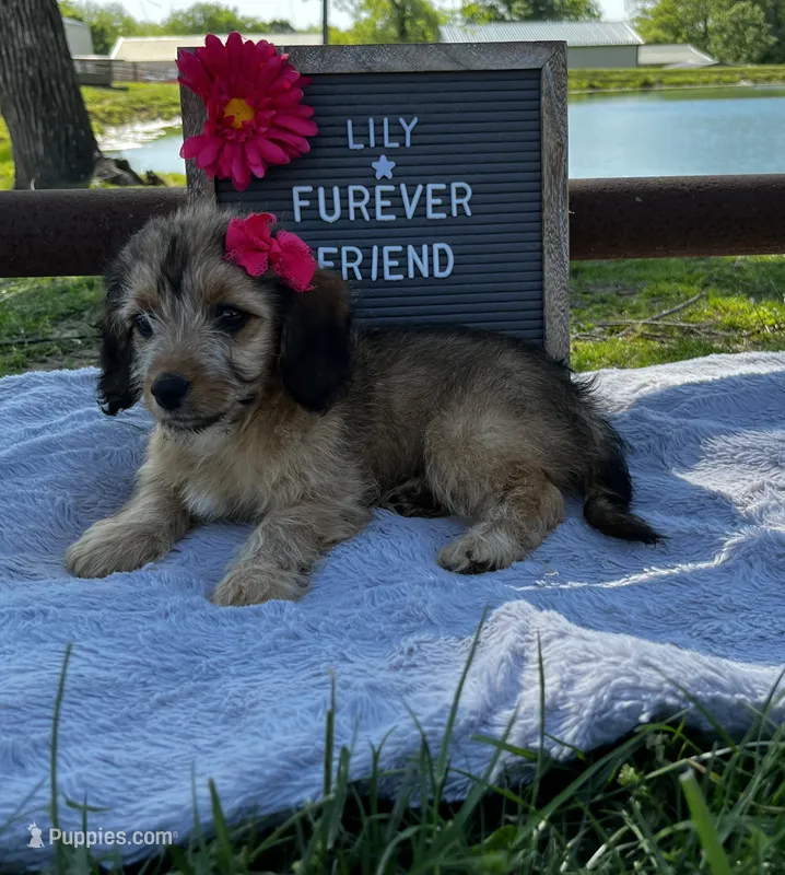 Lily – Bichon Frise, Miniature Dachshund puppy for sale in Bloomfield, IN