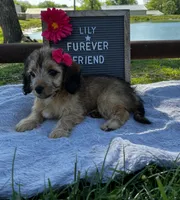 Lily, a female Bichon Frise and Miniature Dachshund for sale in Bloomfield, IN – 1 of 5