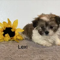 Lexi, a female Shichon for sale in Bloomfield, IN – Photo 4 of 4