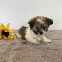 Lexi, a female Shichon for sale in Bloomfield, IN – Photo 3 of 4