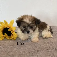 Lexi, a female Shichon for sale in Bloomfield, IN – Photo 1 of 4