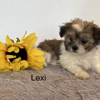 Lexi, a female Shichon for sale in Bloomfield, IN – Photo 2 of 4