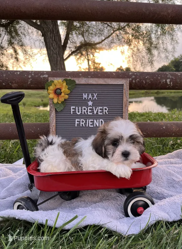 Max – Bichon Frise, Shih Tzu puppy for sale in Bloomfield, IN