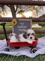 Max, a male Bichon Frise and Shih Tzu for sale in Bloomfield, IN – 1 of 6
