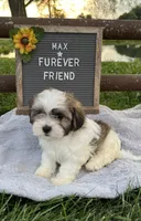 Max, a male Bichon Frise and Shih Tzu for sale in Bloomfield, IN – 2 of 6