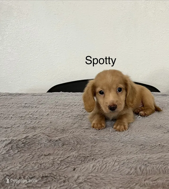 Spotty – Miniature Dachshund puppy for sale in Bloomfield, IN