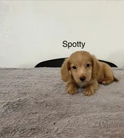 Spotty, a male Miniature Dachshund for sale in Bloomfield, IN – 1 of 1