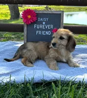 Daisy, a female Bichon Frise and Miniature Dachshund for sale in Bloomfield, IN – 3 of 6