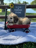 Oliver, a male Bichon Frise and Miniature Dachshund for sale in Bloomfield, IN – 1 of 5