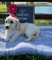 Lola, a female Bichon Frise and Miniature Dachshund for sale in Bloomfield, IN – 5 of 5