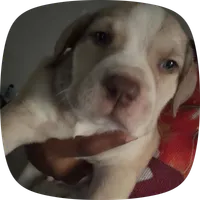 blanco, a male American Pit Bull Terrier for sale in Kansas City, MO – 2 of 3