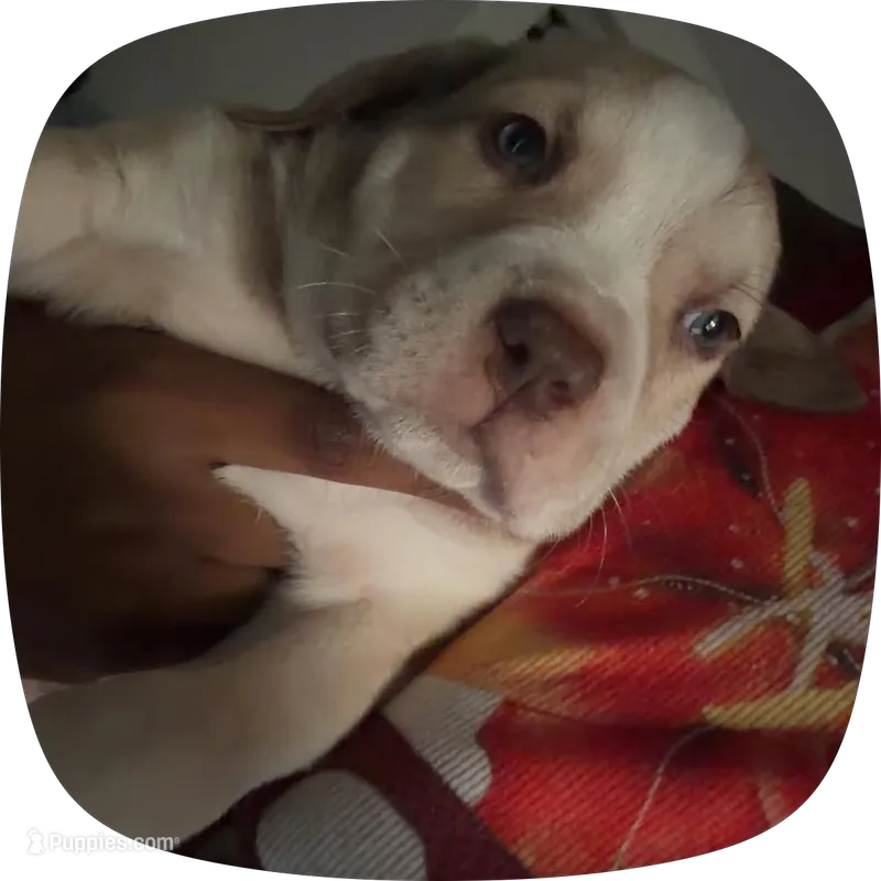 blanco – American Pit Bull Terrier puppy for sale in Kansas City, MO