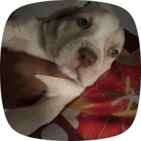 blanco, a male American Pit Bull Terrier for sale in Kansas City, MO – 1 of 3