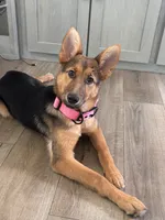 Stella, a female German Shepherd Dog for sale in Bloomington, TX – 4 of 5