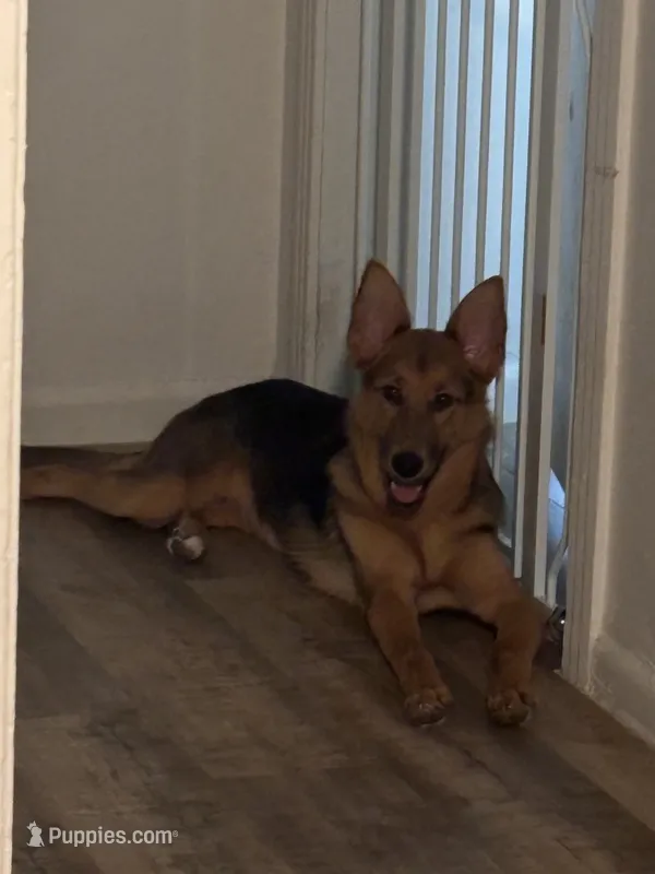 Stella – German Shepherd Dog puppy for sale in Bloomington, TX