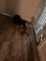 Stella, a female German Shepherd Dog for sale in Bloomington, TX – 5 of 5