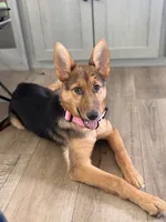 Stella, a female German Shepherd Dog for sale in Bloomington, TX – 3 of 5