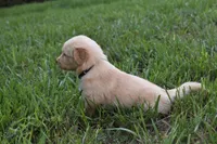 Scout, a male Golden Retriever for sale in Roanoke, VA – 7 of 10
