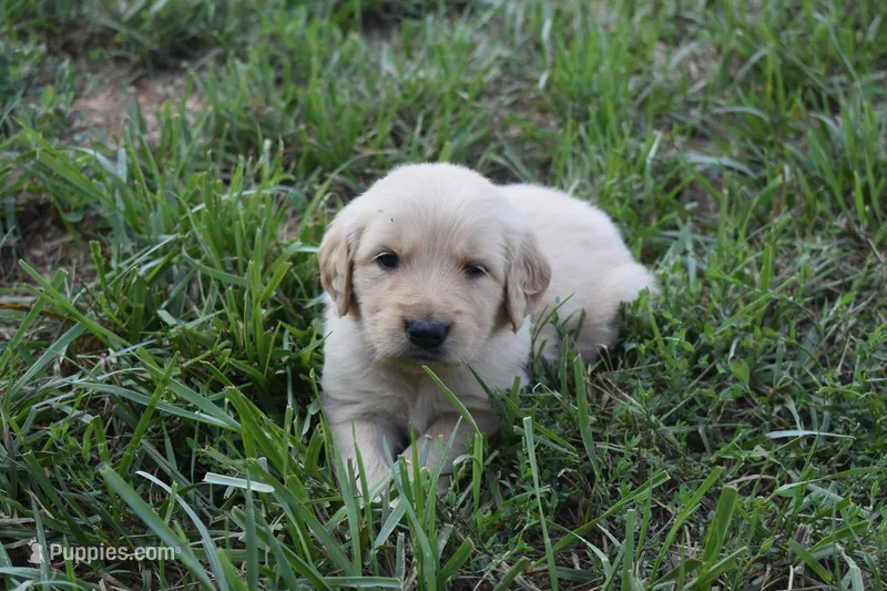 Casey – Golden Retriever puppy for sale in Roanoke, VA