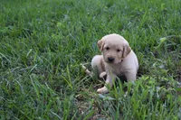 Willow, a female Golden Retriever for sale in Roanoke, VA – 3 of 7