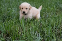 Scout, a male Golden Retriever for sale in Roanoke, VA – 6 of 10