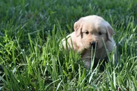 Asher, a male Golden Retriever for sale in Roanoke, VA – 2 of 7